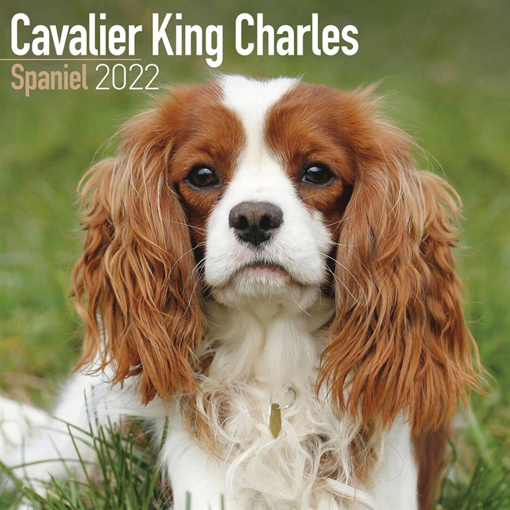 Cavalier King Charles Spaniel Calendar 2022