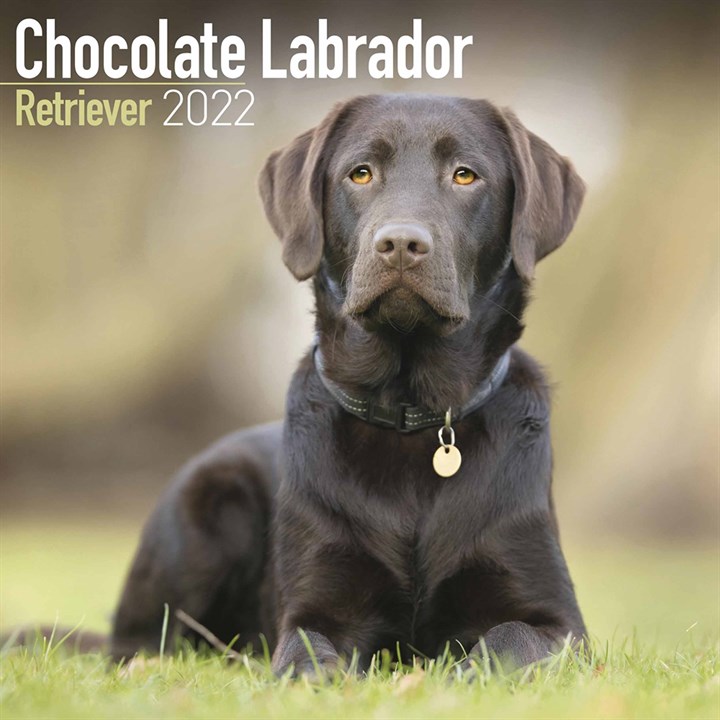 Chocolate Labrador Retriever Calendar 2022