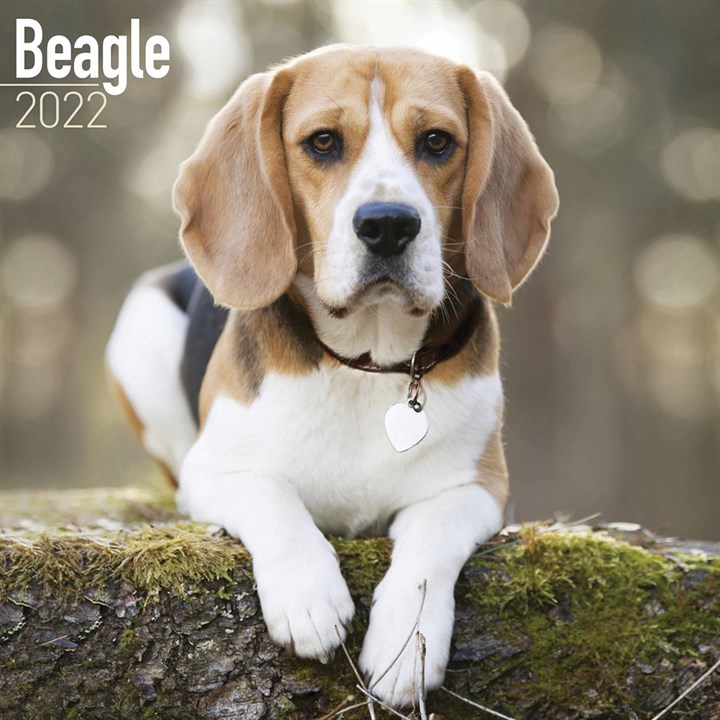 Beagle Calendar 2022