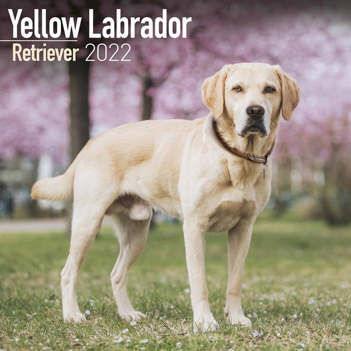 Yellow Labrador Retriever Calendar 2022