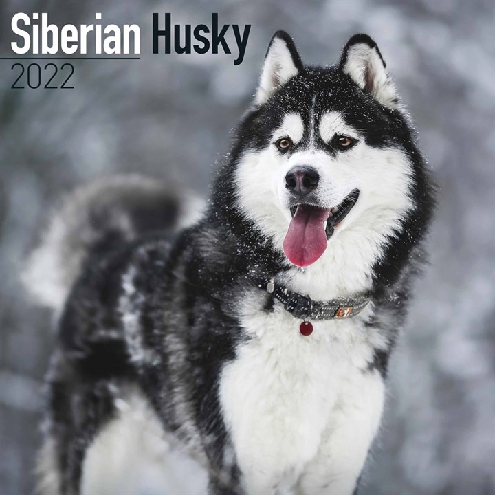 Siberian Husky Calendar 2022