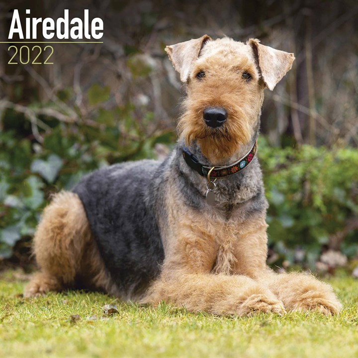 Airedale Terrier Calendar 2022
