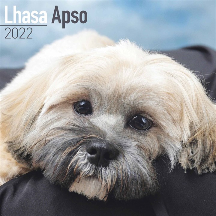 Lhasa Apso Calendar 2022