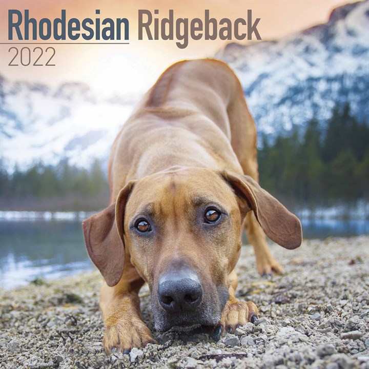Rhodesian Ridgeback Calendar 2022