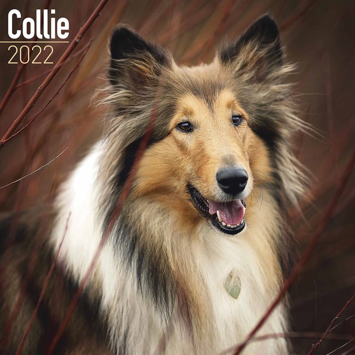 Collie Calendar 2022