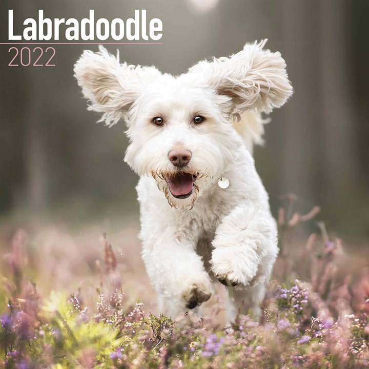 Labradoodle Calendar 2022