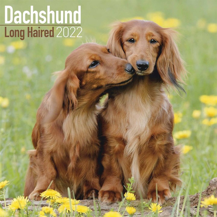 Long Haired Dachshund Calendar 2022