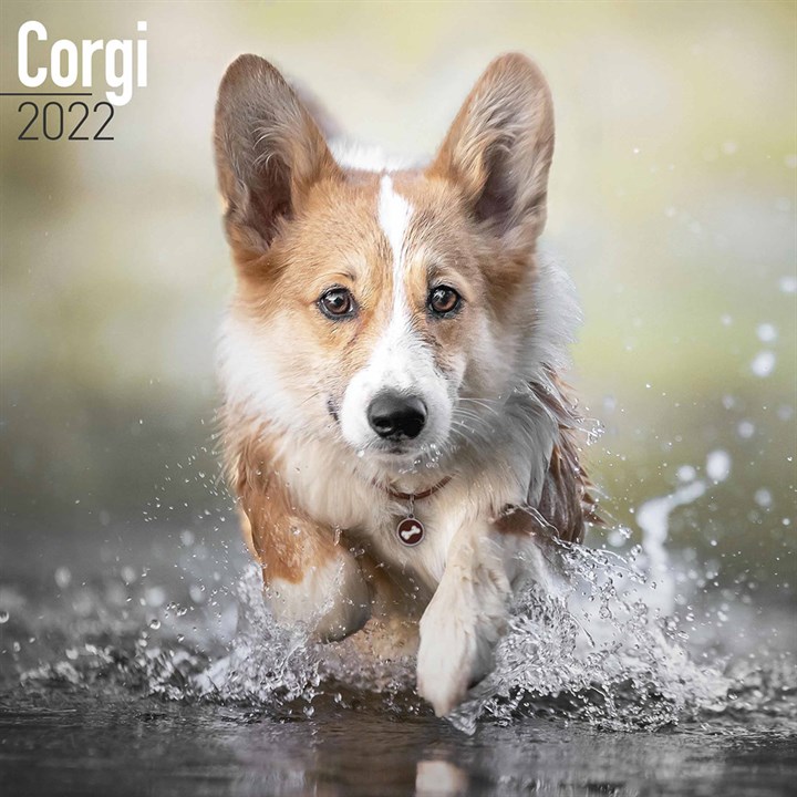 Corgi Calendar 2022
