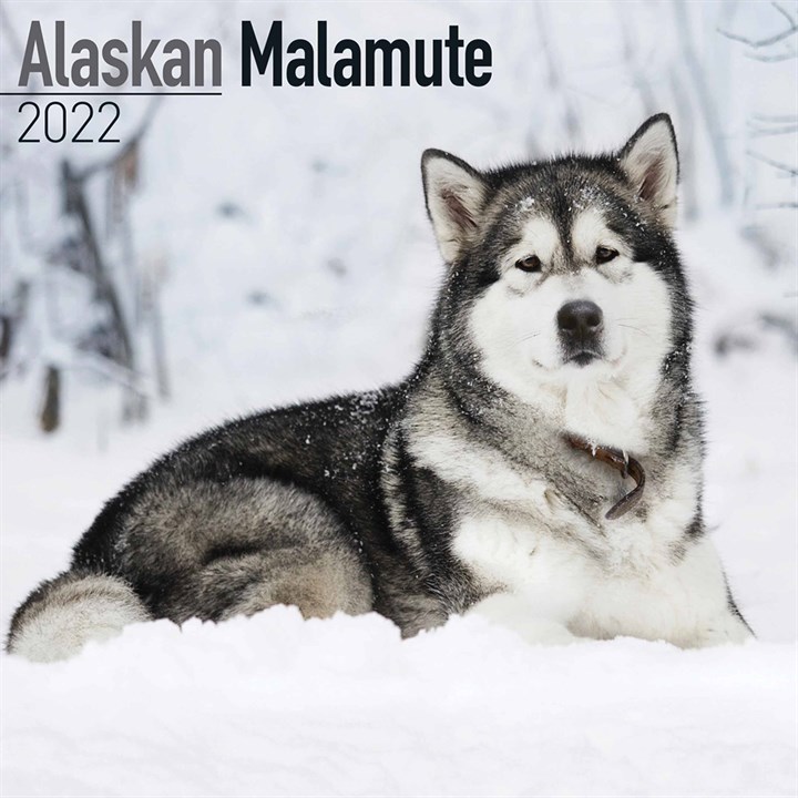 Alaskan Malamute Calendar 2022