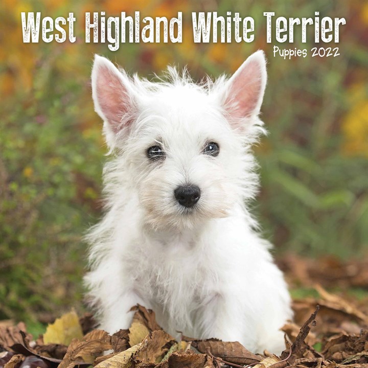 West Highland White Terrier Puppies Mini Calendar 2022