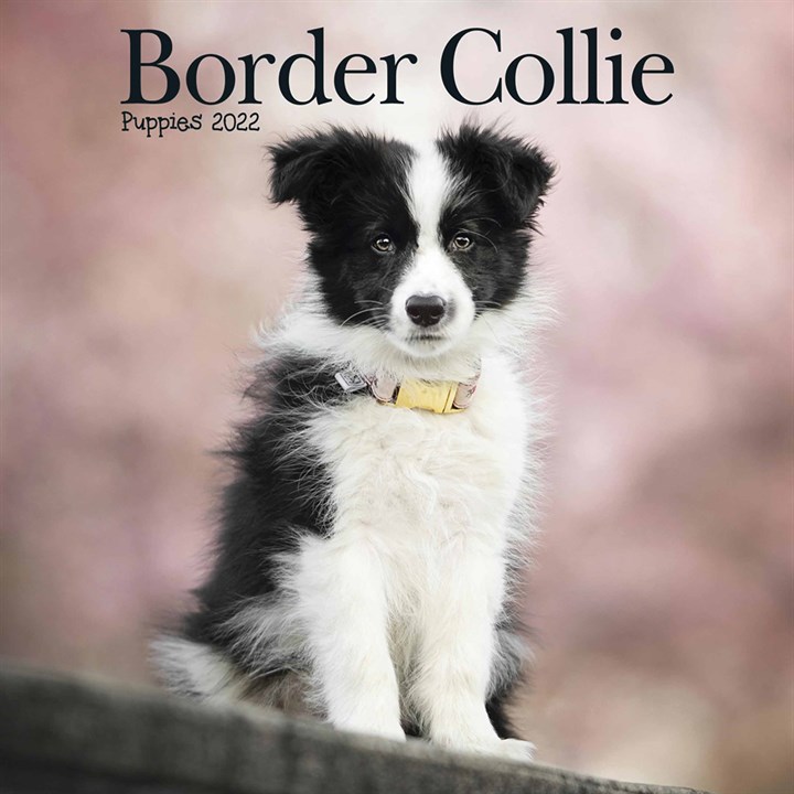 Border Collie Puppies Mini Calendar 2022