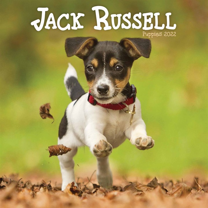 Jack Russell Puppies Mini Calendar 2022