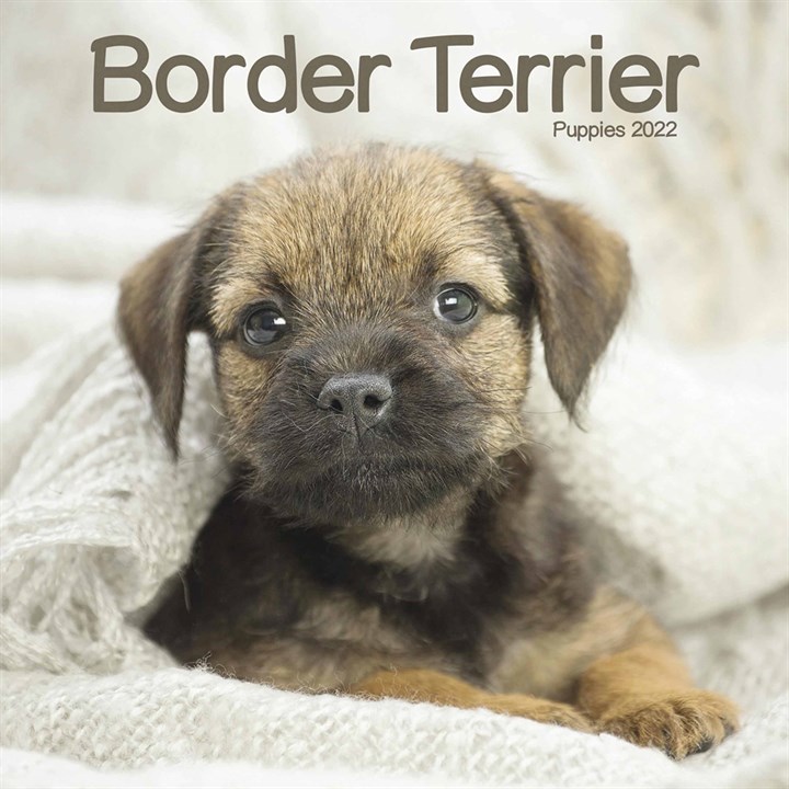 Border Terrier Puppies Mini Calendar 2022