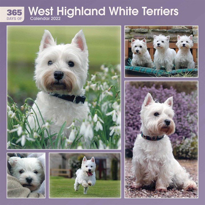 365 Days Of West Highland White Terriers Calendar 2022