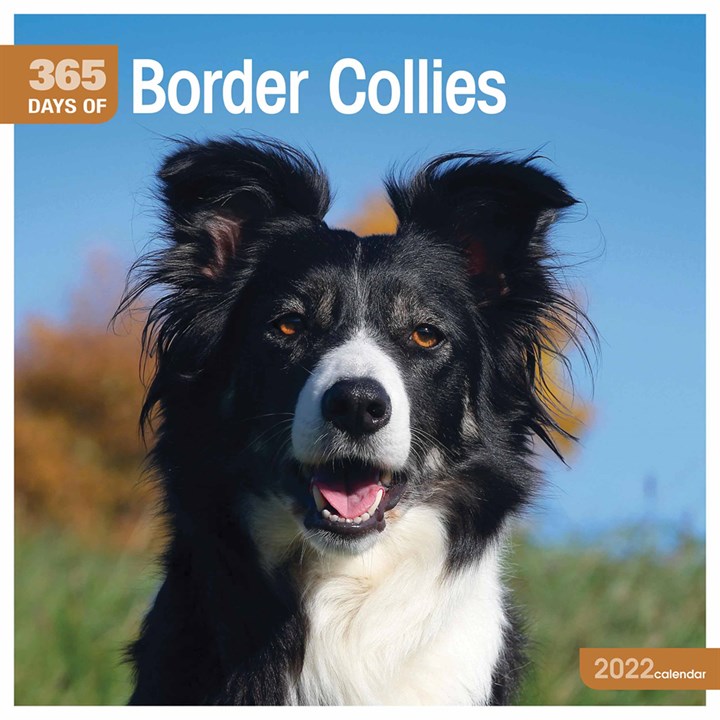 365 Days Of Border Collies Calendar 2022