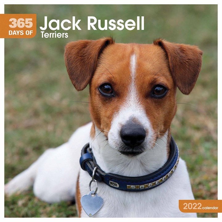365 Days Of Jack Russell Terriers Calendar 2022