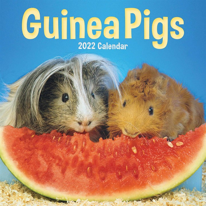 Guinea Pigs Mini Calendar 2022