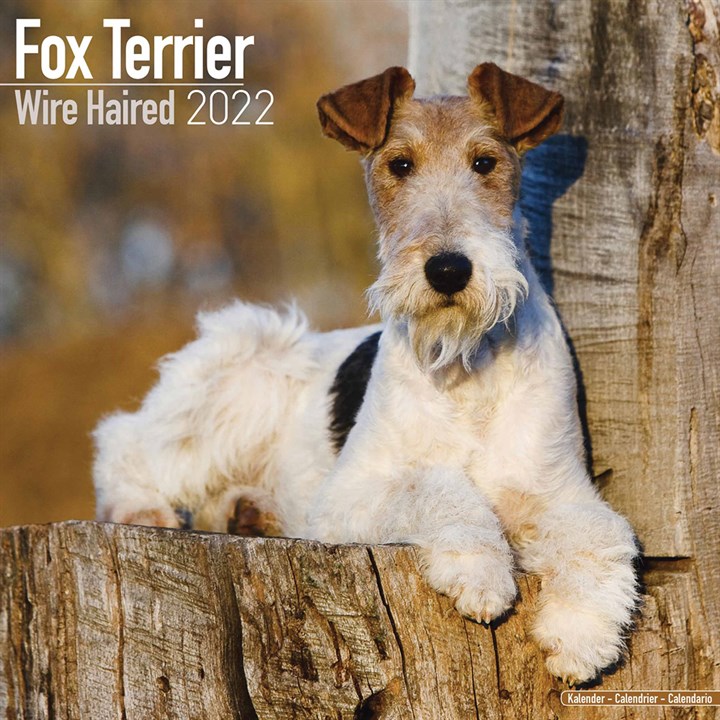 Wire Haired Fox Terrier Calendar 2022