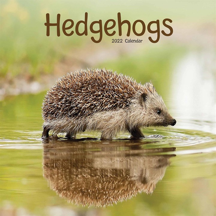 Hedgehogs Calendar 2022