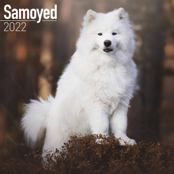 Samoyed Calendar 2022