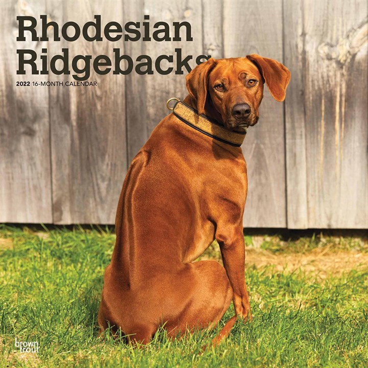 Rhodesian Ridgebacks Calendar 2022