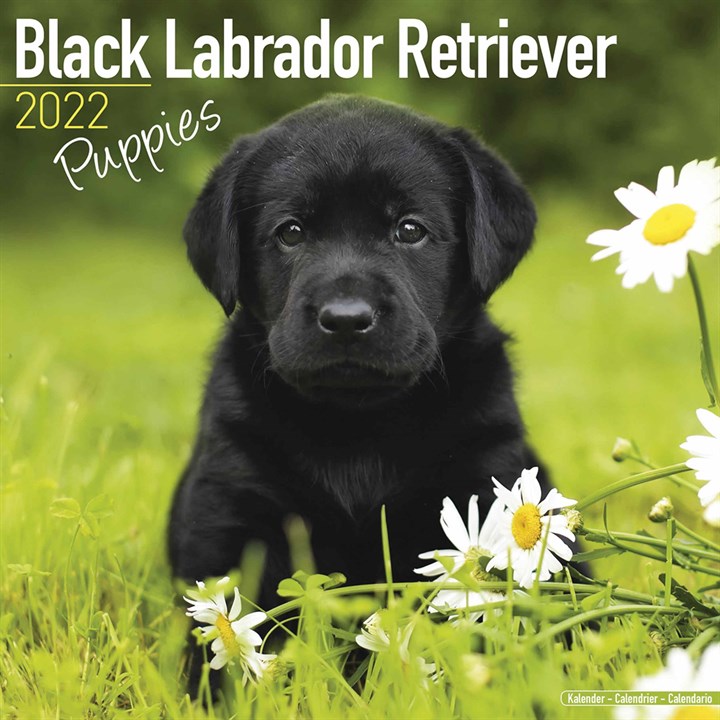 Black Labrador Retriever Puppies Calendar 2022