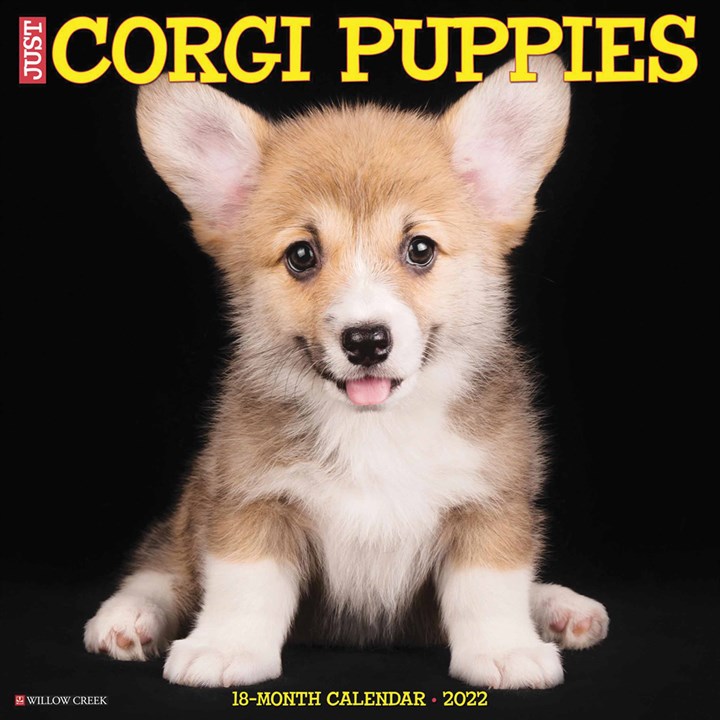 Just Corgi Puppies Calendar 2022