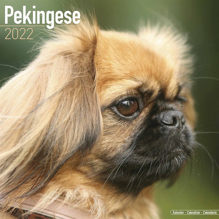 Pekingese Calendar 2022