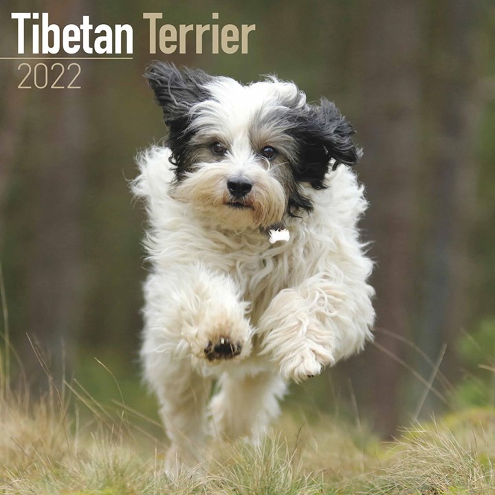 Tibetan Terrier Calendar 2022