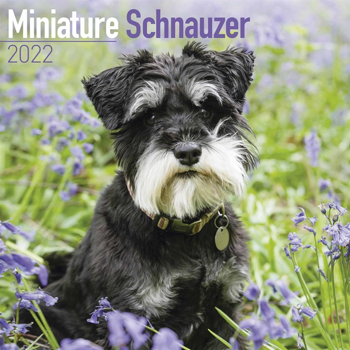 Miniature Schnauzer Calendar 2022