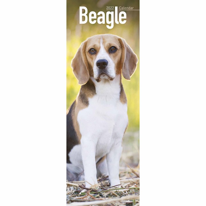 Beagle Slim Calendar 2022