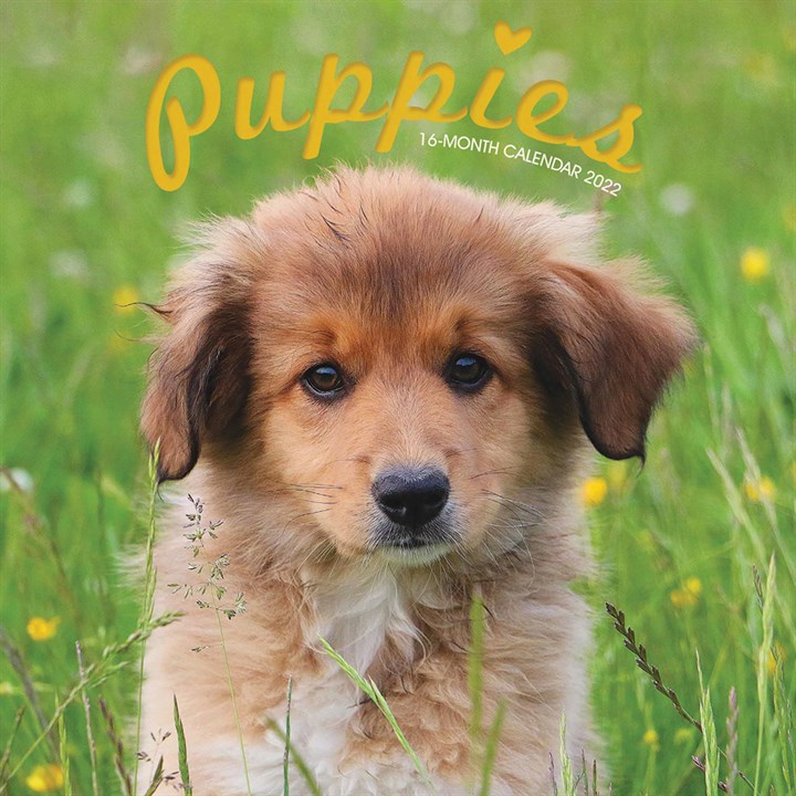 Puppies Mini Calendar 2022