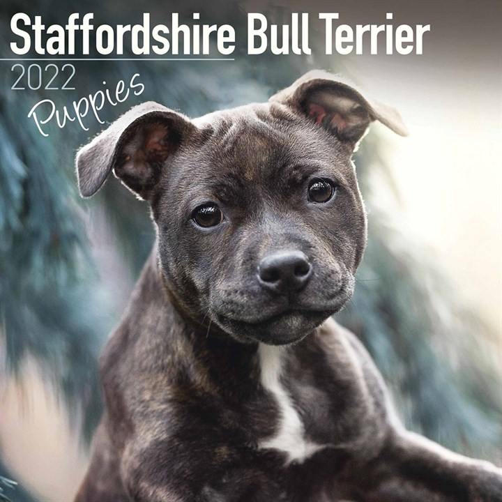 Staffordshire Bull Terrier Puppies Calendar 2022