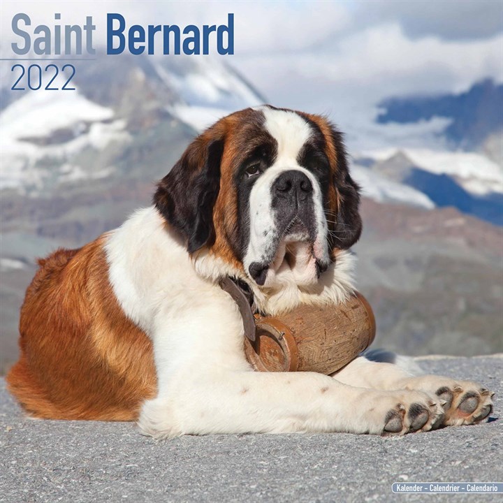 Saint Bernard Calendar 2022