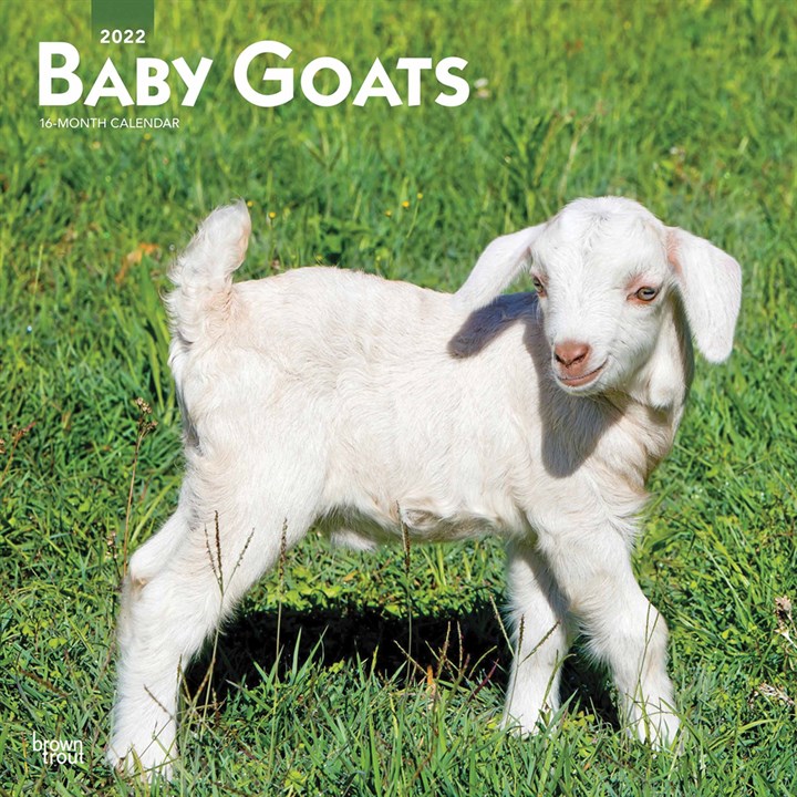 Baby Goats Calendar 2022