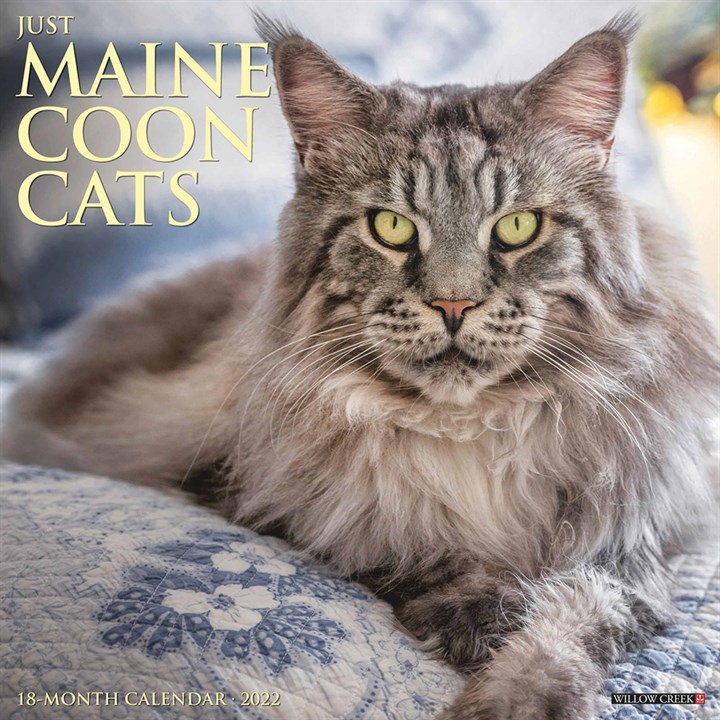Just Maine Coon Cats Calendar 2022