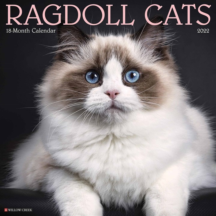 Ragdoll Cats Calendar 2022
