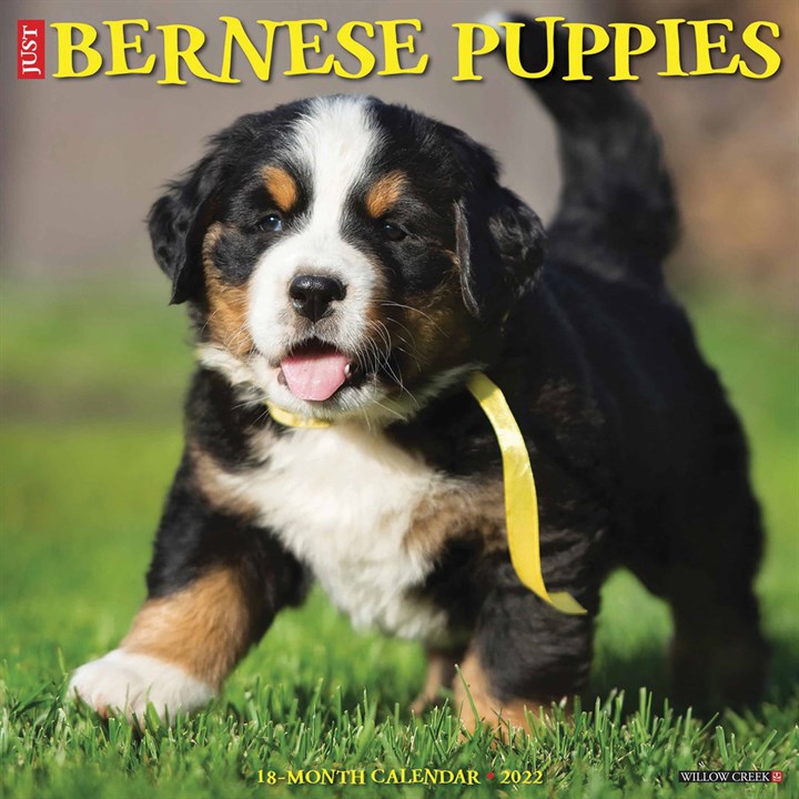 Just Bernese Mountain Dog Puppies Calendar 2022