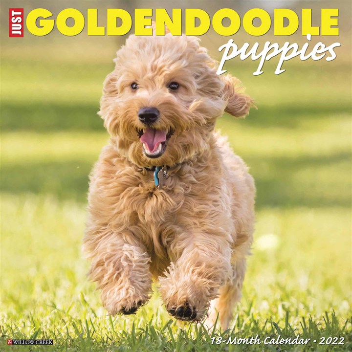 Just Goldendoodle Puppies Calendar 2022