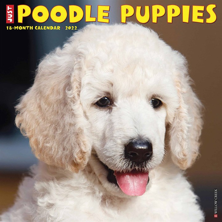Just Poodle Puppies Calendar 2022