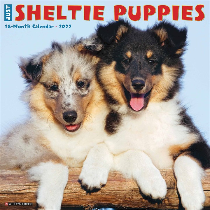 Just Sheltie Puppies Calendar 2022