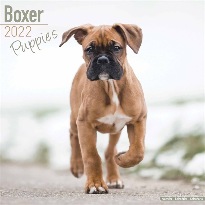 Boxer Puppies Calendar 2022
