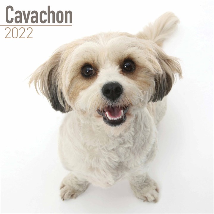 Cavachon Calendar 2022