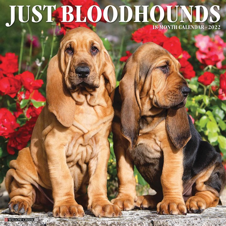 Just Bloodhounds Calendar 2022