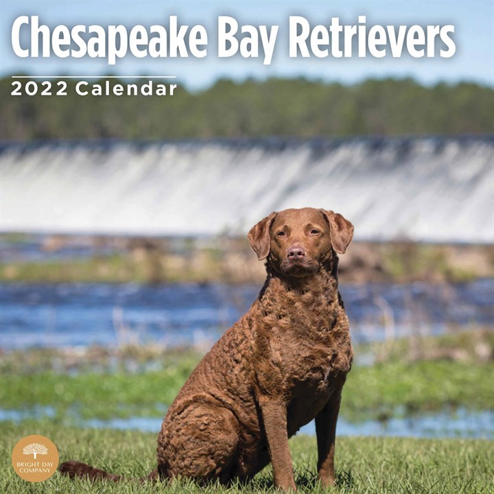 Chesapeake Bay Retrievers Calendar 2022