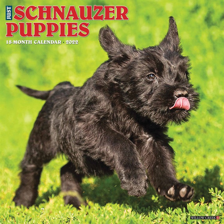 Just Schnauzer Puppies Calendar 2022