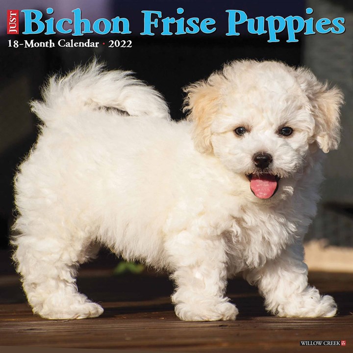 Just Bichon Frisé Puppies Calendar 2022