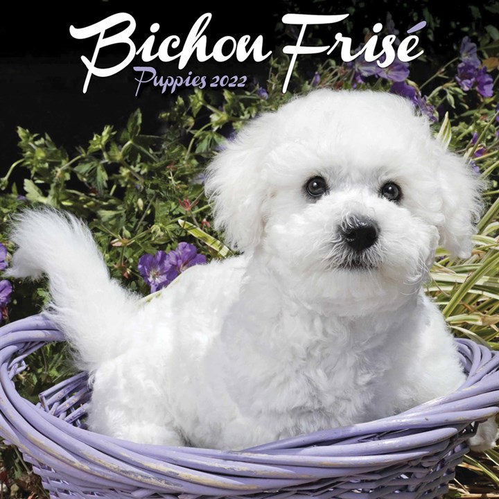Bichon Frisé Puppies Mini Calendar 2022
