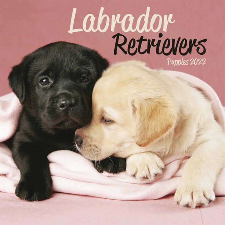 Labrador Retriever Puppies Mini Calendar 2022