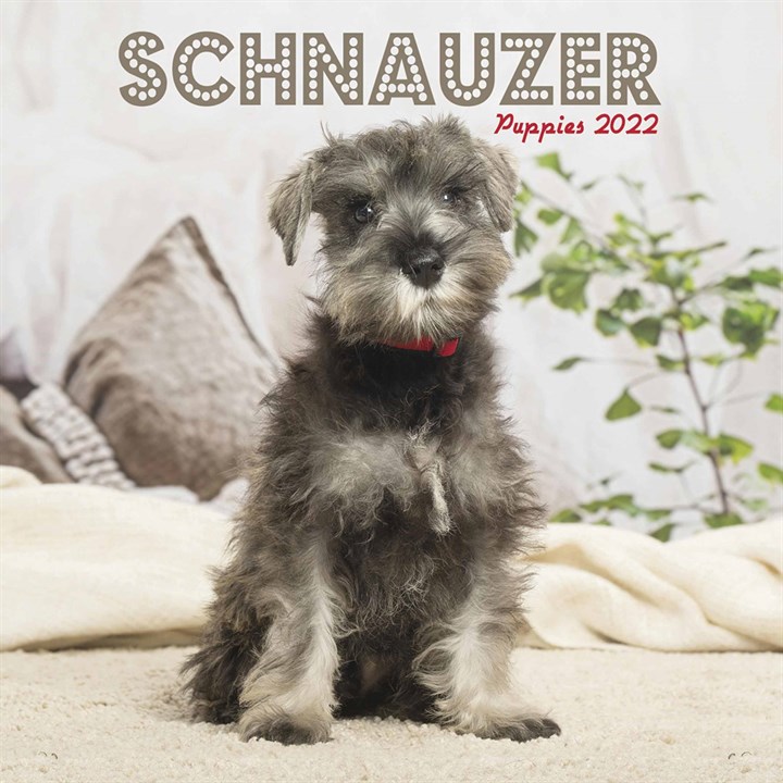 Schnauzer Puppies Mini Calendar 2022